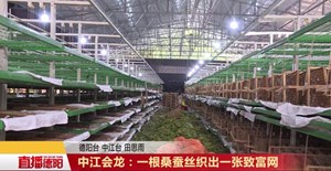 中江会龙：一根桑蚕丝织出一张致富网