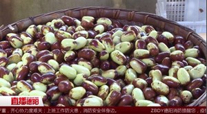 旌阳双东：东美枣熟了 诚邀你采摘