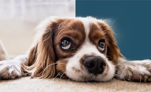 德阳人注意！如果你家的狗禁养，须做这些事……