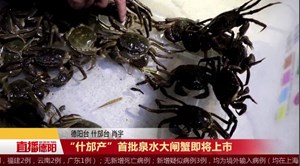“什邡产”首批泉水大闸蟹即将上市