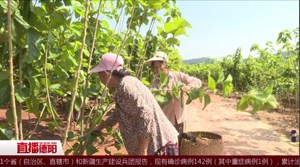 中江永太：家庭农场 撬动乡村振兴大产业