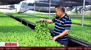 专家支招：暴雨后蔬菜科学育苗及种植