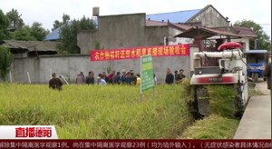 “轻简化”栽种  水稻旱直播迎来好丰收
