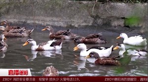 什邡南泉：稻田鸭又迎丰收季