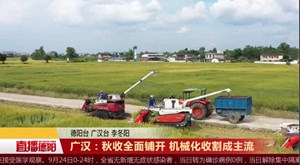 广汉：秋收全面铺开 机械化收割成主流