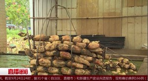 中江：莲藕迎来丰收季 千亩荷塘开启采收模式 