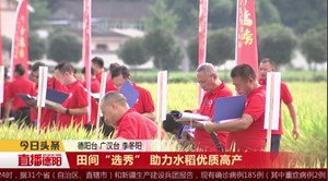 田间“选秀” 助力水稻优质高产