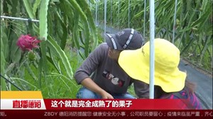 火龙果熟了 等你来采摘