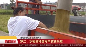 罗江：水稻良种谱写丰收新乐章