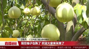 “柚”是一年好丰收