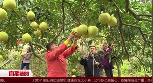 中江：看演出 尝柚子 采柚节里乐翻天