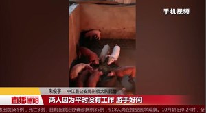 中江：一夜偷猪50头 3毛贼24小时落网