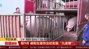 前9月 德阳生猪存出栏实现“九连增”
