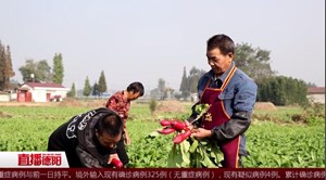 泡菜坛里“泡”出村民致富路