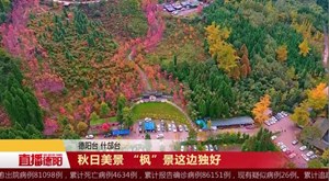 秋日美景 “枫”景这边独好