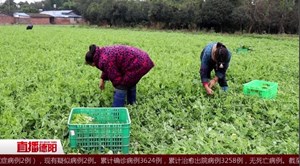 什邡：蔬菜行情好 豌豆尖田里摘出好收成