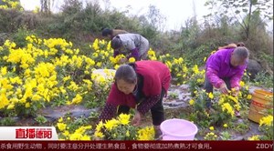 返乡创业第一年 金丝皇菊获丰收