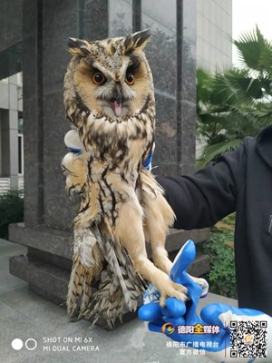 你见过没？德阳这里居然有人卖猫头鹰！！