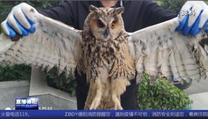 中江警方解救两只国家二级保护鸟类