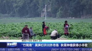 “竹筒青”莴笋打开川外市场  秋菜种植获得小丰收