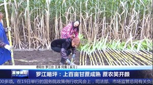 罗江略坪：上百亩甘蔗成熟 蔗农笑开颜