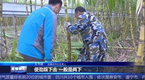 家门口尝鲜 甘蔗也走采摘路线