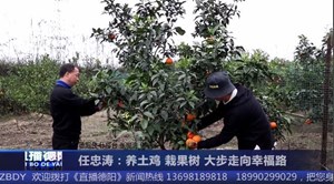 任忠涛：养土鸡 栽果树 大步走向幸福路