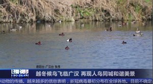 越冬候鸟飞临广汉 再现人鸟同城和谐美景