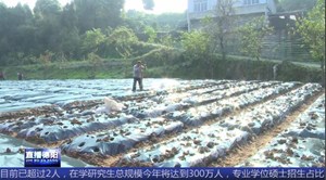 中江：锦绣芍药 带动乡村振兴