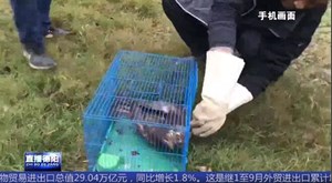 市民河边发现“受伤大鸟” 竟是国家二级野生保护动物