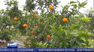 罗江新盛：万亩柑橘成熟 预计产值达6亿