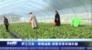 罗江万安：草莓成熟游客尽享采摘乐趣