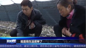 羊肚菌开出“致富花” 80后小伙成为致富带路人
