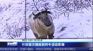 什邡首次捕捉到羚牛活动影像