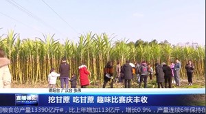 挖甘蔗 吃甘蔗 趣味比赛庆丰收