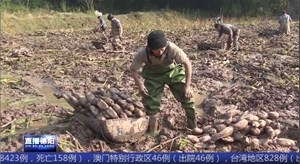 中江：莲藕飘香采收忙 村民腰包鼓起来
