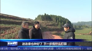 中江集凤：小小迷迭香 致富路上分外香