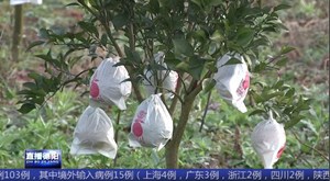 绿水青山带来乡村蝶变
