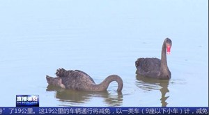 中江：凯江水暖 引来天鹅栖息