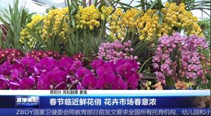 春节临近鲜花俏 花卉市场春意浓