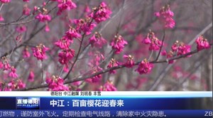 中江：百亩樱花迎春来