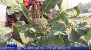 中江兴隆： 建好“菜园子” 鼓起“钱袋子”