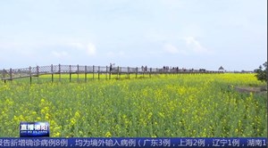 广汉高坪：春暖花开 油菜花初绽放