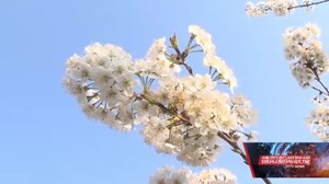旌阳双东：“五朵金花”春意浓 助农增收奔小康
