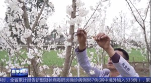 什邡洛水：樱桃花开 果农忙