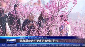 罗江白马关：漫山遍野梅开绽放  游客尽享“梅”好时光