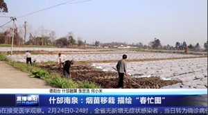 什邡南泉：烟苗移栽 描绘“春忙图”