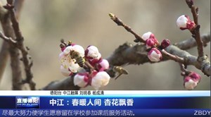 中江：春暖人间 杏花飘香