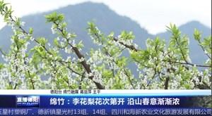 绵竹：李花梨花次第开 沿山春意渐渐浓