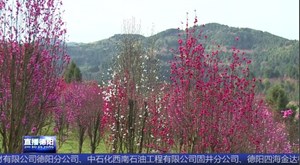 中江：姹紫嫣红桃花开